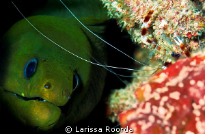 "YES, THAT'S MY BUDDY!".   Moray awaiting his cleaning. by Larissa Roorda 